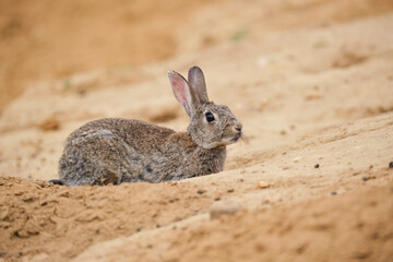 Scared rabbit lying on sand
