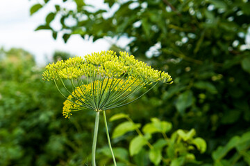 green dill in the garden in spring