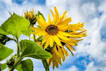 sunflower against blue sky