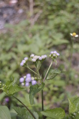 small flowers that grow naturally in the wild