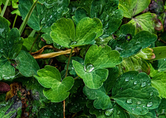 Fototapeta na wymiar rain drops on a green leaf in summer garden