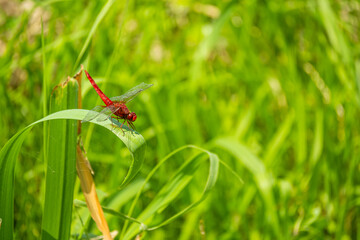 ショウジョウトンボの雄