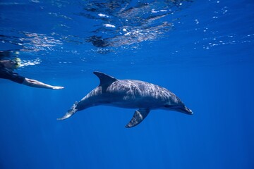 Common bottlenose dolphin, Red Sea, Egypt