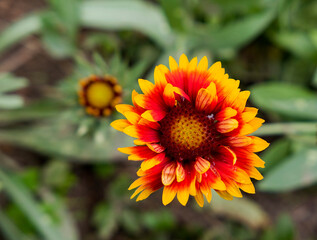 yellow flower on green background