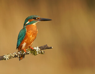 Kingfisher