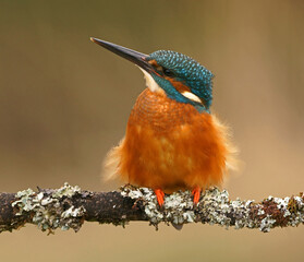Kingfisher