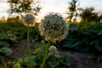 dandelion in the sunset in summer field
