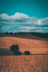 Feld am Horizont gemäht - Weizen und Getreide
