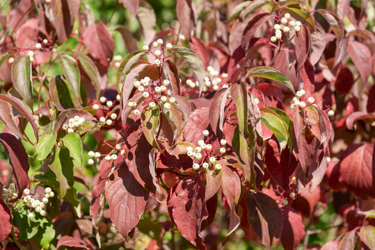 Redosier AKA Red Twig Dogwood With White Berries