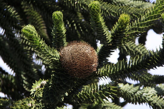 Araucaria imbricata hi-res stock photography and images - Alamy