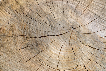 Beautiful wooden fracture old oak, natural texture close up