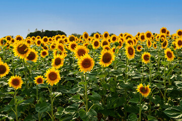 Field of sunflowers