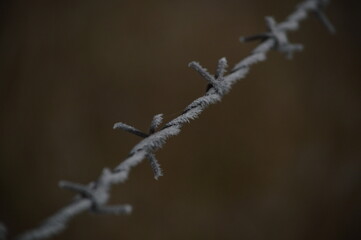 Barbed Wire