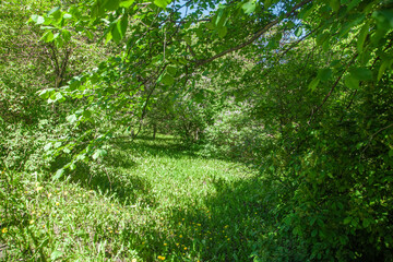 Green trees on a summer day - summer background for design