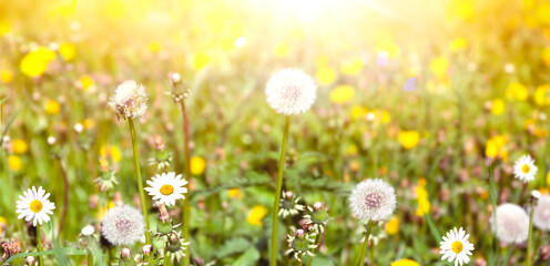 Bright magical glow and yellow meadow flowers
