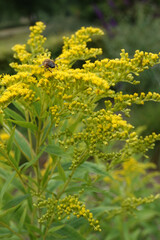 A bee flying towards a yellow Solidago flower. These plants have escaped from gardens and are now wildflowers in the Netherlands
