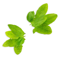 Group of spinach leaves isolated on white background
