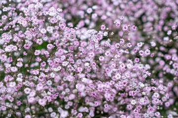 Obraz premium Delicate pink gypsophila flowers in the garden