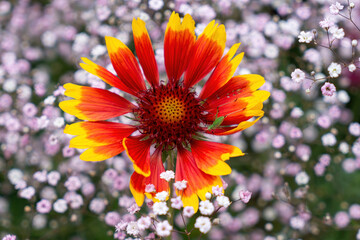 Summer wildflowers and sunny meadow