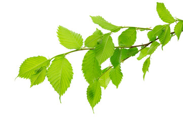 Fresh linden .Linden branches with leaves. isolated. Healthy and natural tea. Young leaves of the linden tree.