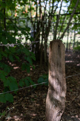 fance post in forrest