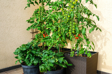 Ecological cherry tomatoes grow in pots on the balcony of an apartment building