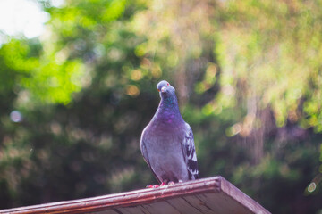 Pigeon in the park. Bird in the city.Pigeon farm.