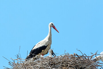storks in their nest	