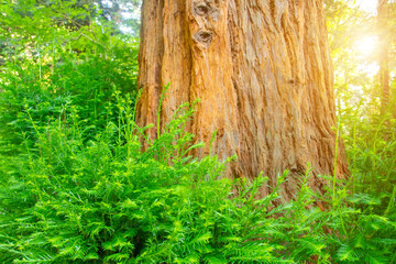 Sunlight shines through the branches of the sequoia and at the base of the roots there are many green young growths.