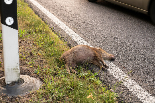 Ein junges Wildschwein fand den Tod im Strassenverkehr