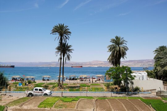 Landscape of Aqaba with palm by beach of Red Sea, Jordan