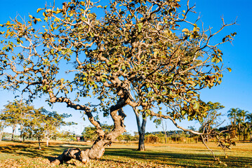 Pequi Tree. Caryocar brasiliense is a native tree found throughout the Cerrado savanna biome in...