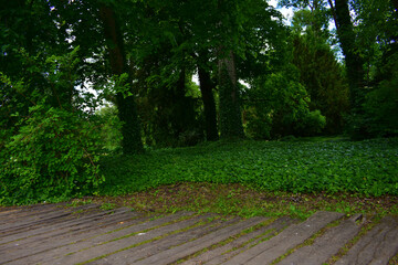 Landscape with wooden planks on the ground in the foreground, trees and green bushes in a summer day. Natural forest background. Wildlife. Poland, park in the Kurnik castle, Poznan, June 2022. © B.inna