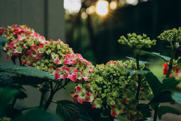 Naklejka premium Pink and green Hydrangea flower blooming in a garden in sunset light