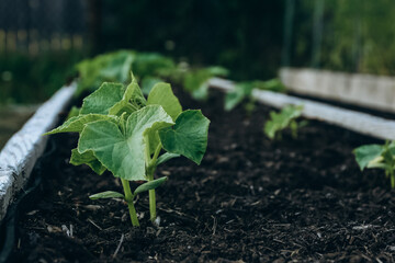 Zucchini plants growing in a raised bed in a garden in spring