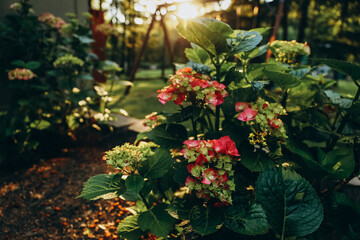 Pink and green Hydrangea flower blooming in a garden in sunset light