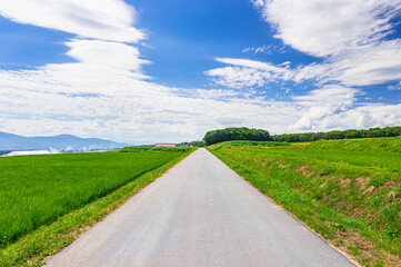 農道に走る真っすぐな道