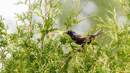 Common grackle eyeing me