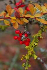 Japanese Barberry yellow and red leaves and red oval berries on a bush in Germany on a fall day.