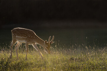 Naklejka na ściany i meble Young deer grazing in first morning light, dama dama