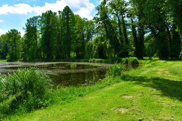 Fototapeta na wymiar Landscape with lake, tree and green lawn on a sunny summer day. Natural forest background. Wildlife. Poland, park in the Kurnik castle, Poznan, June 2022.