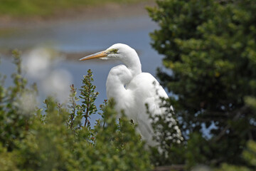 Great Egret Perched in a Tree at Humboldt Wildlife Refuge, CA.