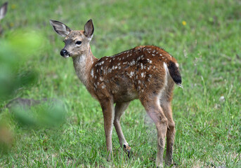 Blacktail Fawn Browsing a Lawn at Shelter Cove, CA