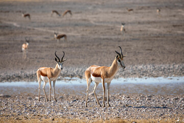 Fototapeta premium Springboks on safari in Etosha National Park in Namibia
