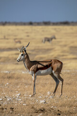 Springbok on safari in Etosha National Park in Namibia