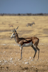 Naklejka na ściany i meble Springbok on safari in Etosha National Park in Namibia