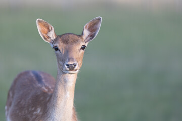 Portrait of a young doe, looking at the camera, against blurred background, copy space, pastel velvet colors, dama, dama