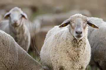 Fototapeten Flock of sheep grazing on pasture, looking at camera © Daniela