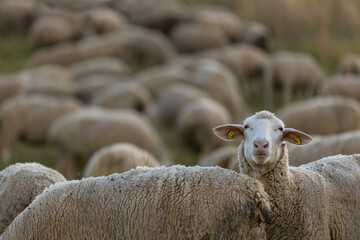 A large flock of sheep grazing in a pasture