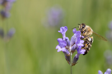 Honey bee collecting nectar on a purple lavender flower